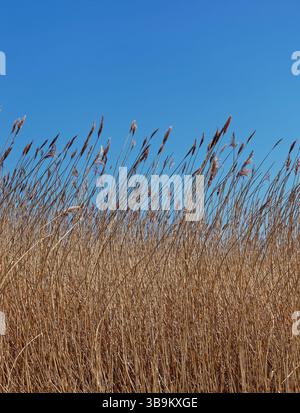 Les lits de roseaux denses de la réserve naturelle de St Cyrus avec les hautes tiges et les fleurs se détachent sur un ciel bleu profond clair en mai. Banque D'Images