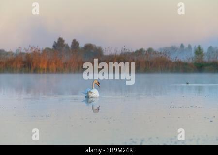 Un cygne blanc solitaire glisse paisiblement à travers un lac brumeux au lever du soleil. La lumière douce du matin et l'eau plate créent une atmosphère sereine et éthérée avec des perf Banque D'Images