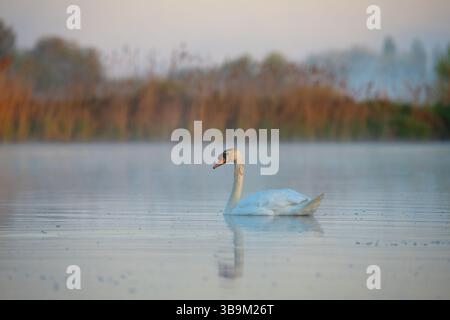 Un cygne blanc solitaire glisse paisiblement à travers un lac brumeux au lever du soleil. La lumière douce du matin et l'eau plate créent une atmosphère sereine et éthérée avec des perf Banque D'Images
