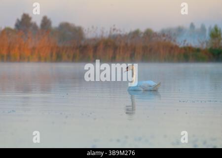 Un cygne blanc solitaire glisse paisiblement à travers un lac brumeux au lever du soleil. La lumière douce du matin et l'eau plate créent une atmosphère sereine et éthérée avec des perf Banque D'Images