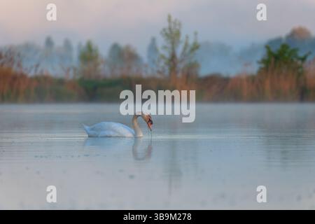 Un cygne blanc solitaire glisse paisiblement à travers un lac brumeux au lever du soleil. La lumière douce du matin et l'eau plate créent une atmosphère sereine et éthérée avec des perf Banque D'Images