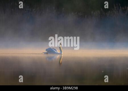 Un cygne seul glisse paisiblement à travers un lac brumeux au lever du soleil. La lumière dorée douce et l'eau plate créent une atmosphère sereine et éthérée avec une réf. Parfaite Banque D'Images