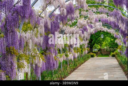 L'arche Wisteria Walk à RHS Garden Wisley, Surrey, au sud-est de l'Angleterre avec la Wisteria Kokuryu violet clair florissant en pleine floraison au printemps Banque D'Images