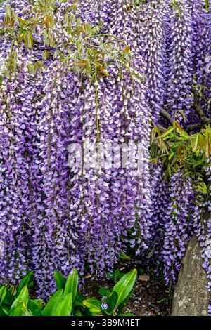 Grandes panicules de Wisteria floribunda Kokuryu violet clair fleurissant dans RHS Garden Wisley, Surrey, sud-est de l'Angleterre au printemps Banque D'Images
