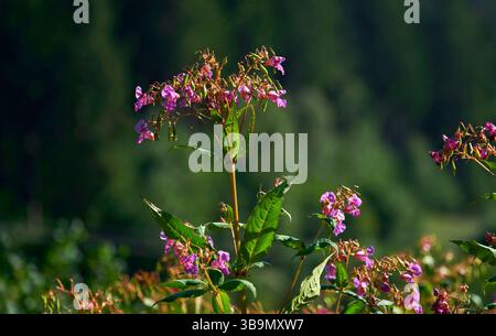 Plante de baume de l'Himalaya dans le champ par une journée ensoleillée Banque D'Images