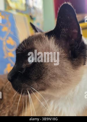 Gros plan de chat siamois sur chaise de coussin en tissu Banque D'Images