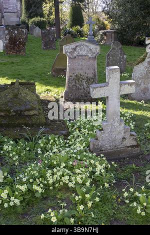 Primevères (Primula), pierres tombales, Freidhof, église Holy Trinity, Stratford-upon-Avon, Warwickshire, Angleterre, Grande-Bretagne Banque D'Images