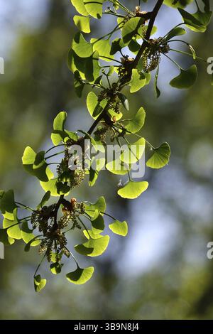 Ginkgo (Ginkgo biloba), printemps, Allemagne, Europe Banque D'Images