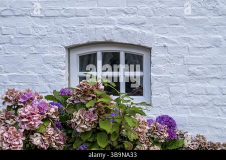 Mur de briques blanches avec petite fenêtre, en face de lui hortensias florissantes dans les tons violets et roses, Foehr, Nordfriesland, Schleswig-Holstein, Allemagne, UE Banque D'Images