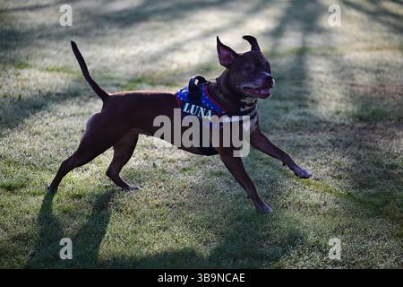 Skånes-Fagerhult, Skåne, Suède. 15 avril 2025. Chien heureux courant autour d'un champ ouvert. Banque D'Images