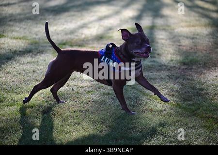 Skånes-Fagerhult, Skåne, Suède. 15 avril 2025. Chien heureux courant autour d'un champ ouvert. Banque D'Images