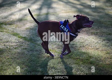 Skånes-Fagerhult, Skåne, Suède. 15 avril 2025. Chien heureux courant autour d'un champ ouvert. Banque D'Images