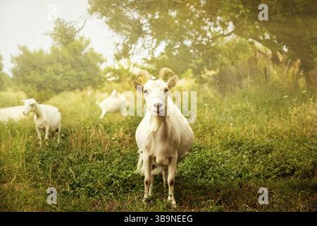 La chèvre blanche à cornes pèle un denm d'été sur l'herbe verte. Image à mise au point sélective. Bétail dans les pâturages. Scène rurale mignonne Banque D'Images