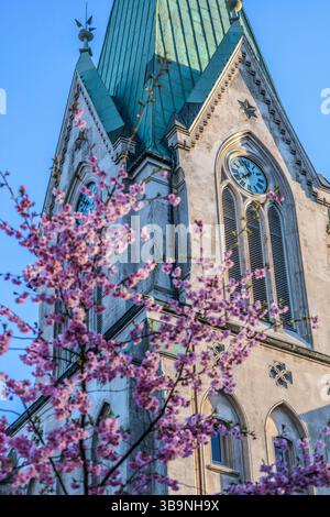 Cathédrale de Kristiansand avec fleurs de cerisier au printemps, Norvège. (Kristiansand Domkirke). Banque D'Images