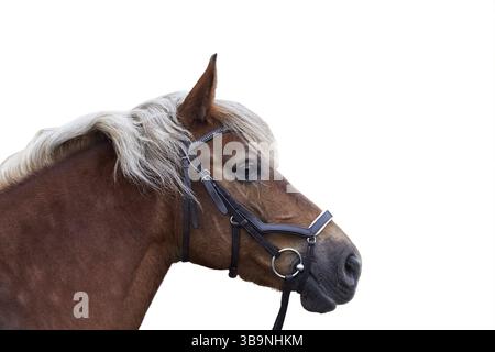 Portrait d'un cheval brun avec crinière légère de profil, isolé sur fond blanc. Une jument dans une bride anatomique en cuir. Image de mise au point sélective Banque D'Images