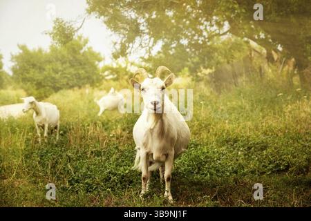 La chèvre blanche à cornes pèle un denm d'été sur l'herbe verte. Image à mise au point sélective. Bétail dans les pâturages. Scène rurale mignonne Banque D'Images