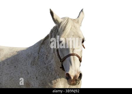 Portrait d'un cheval arabe sur fond blanc. Image à mise au point sélective. La jument grise de couleur grise fleabitten regarde l'appareil photo. Animal en cuir h Banque D'Images