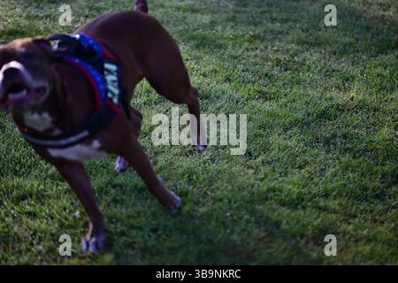 Skånes-Fagerhult, Skåne, Suède. 15 avril 2025. Chien heureux courant autour d'un champ ouvert. Banque D'Images