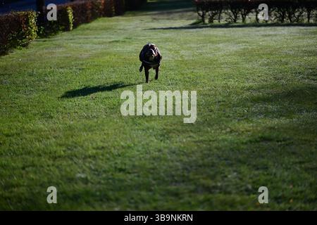 Skånes-Fagerhult, Skåne, Suède. 15 avril 2025. Chien heureux courant autour d'un champ ouvert. Banque D'Images