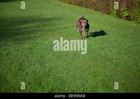 Skånes-Fagerhult, Skåne, Suède. 15 avril 2025. Chien heureux courant autour d'un champ ouvert. Banque D'Images
