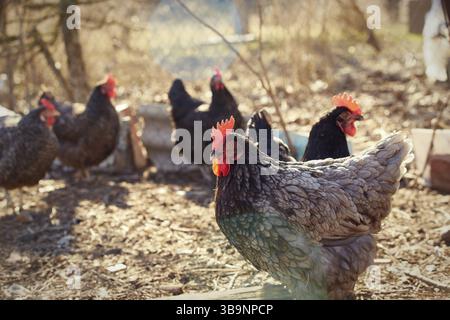 Promenades de poulet croisées dominantes tchèques grises et noires sur la cour. Image avec mise au point sélective sur un arrière-plan flou. Photo en couleurs chaudes avec lentille flar Banque D'Images