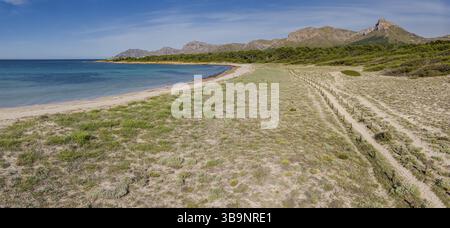 Chemin en bois pour protéger les dunes, Arenal de sa Canova, Arta - Santa Margalida, zone naturelle d'intérêt spécial, Majorque, Îles Baléares, Espagne, UE Banque D'Images