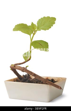 gros plan de la plante coleus poussant dans le pot en plastique fond blanc isolé, plante d'intérieur ornementale vert citron avec feuillage de feuilles vibrantes pour la décoration Banque D'Images