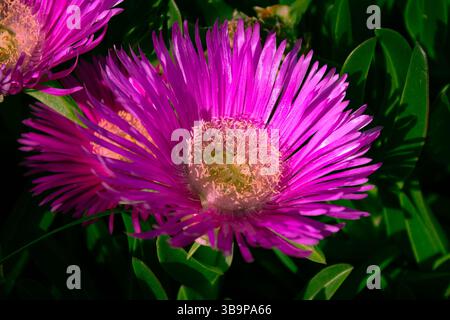 Printemps belle fleur Carpobrotus edulis (Hottentot-figuier, plante de glace, plante de glace de route, figue aigre) dans la verdure dans le parterre de fleurs. Idéal pour l'arrière-plan. Banque D'Images
