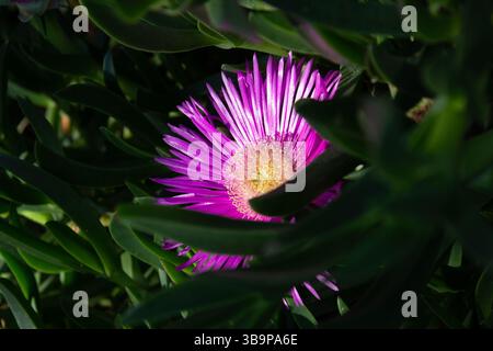 Printemps belle fleur Carpobrotus edulis (Hottentot-figuier, plante de glace, plante de glace de route, figue aigre) dans la verdure dans le parterre de fleurs. Banque D'Images