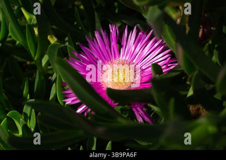 Printemps belle fleur Carpobrotus edulis (Hottentot-figuier, plante de glace, plante de glace de route, figue aigre) dans la verdure dans le parterre de fleurs. Banque D'Images