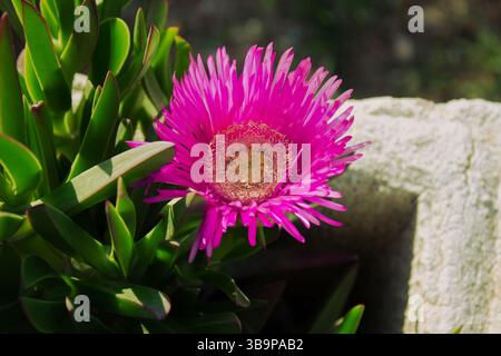 Printemps belle fleur Carpobrotus edulis (Hottentot-figuier, plante de glace, plante de glace de route, figue aigre) dans la verdure dans le parterre de fleurs. Banque D'Images