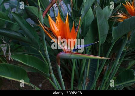 Fleur exotique lumineuse strelitzia royale ou oiseau de paradis entouré d'un parterre de fleurs vert. Beau fond floral et texture pour bureau Banque D'Images