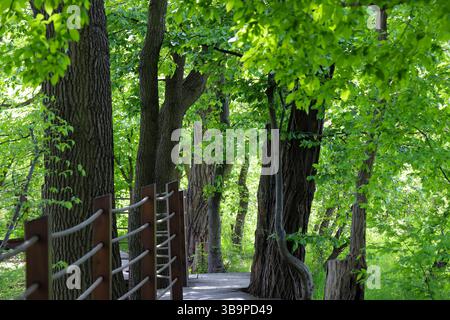 Un sentier forestier serein qui est magnifiquement entouré par un feuillage vert luxuriant tout autour Banque D'Images
