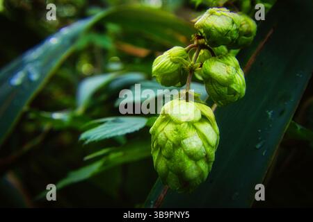 Hopfen - gros plan - fond - Humulus lupus - frais - houblon - cônes Hoppy - bière - Vert - naturel - cônes - Ecologie - Bio - photo de haute qualité Banque D'Images