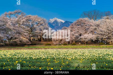 Beauté du printemps au temple Otsuyama Jisso dans le Japon rural avec d'anciens cerisiers en fleurs (sakura), des champs de jonquilles dynamiques et un sommet enneigé Banque D'Images