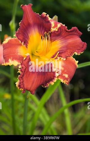 Gros plan de Hemerocallis rouge et jaune 'dent de requin' - fleur de jour dans le jardin de campagne de la cour avant en été. Banque D'Images