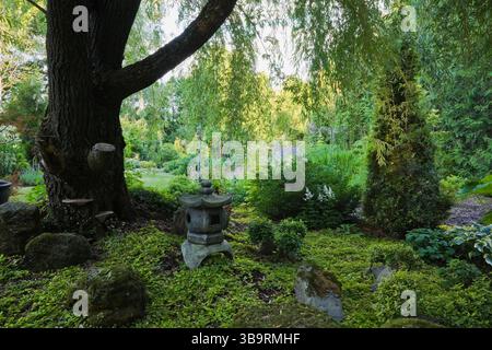 Silhouette Salix alba « Tristis » - saule pleureur sous-planté avec Lysimachia nummularia « Aurea - Golden Creeping Jenny, Thujopsis dolabrata « Na Banque D'Images