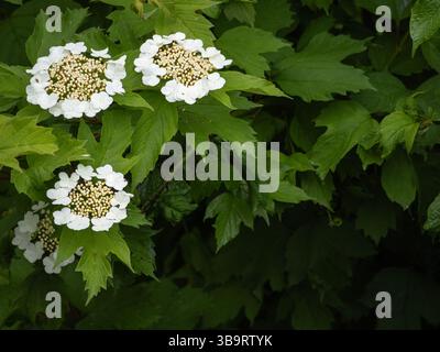 Une vue rapprochée de plantes à fleurs blanches avec des feuilles vertes luxuriantes en arrière-plan, mettant en valeur les pétales délicats et les grappes de petites fleurs blanches Banque D'Images