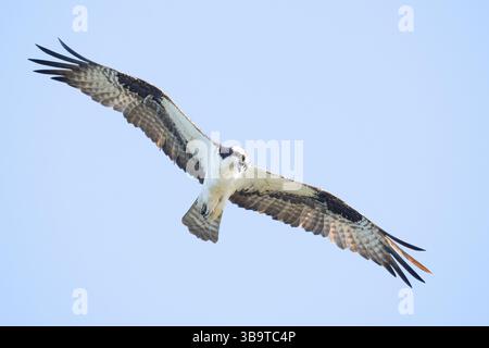 Pêche à la berge (Pandion haliaetus) dans le détroit de Somes. Mai dans le parc national d'Acadia, Maine, États-Unis. Banque D'Images