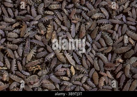 Prise d'agglomération sezonale en gros plan de corps en queue de printemps minces (collemboles) à la surface de l'eau montrant la diversité des espèces et la variabilité des tons de couleur. Banque D'Images