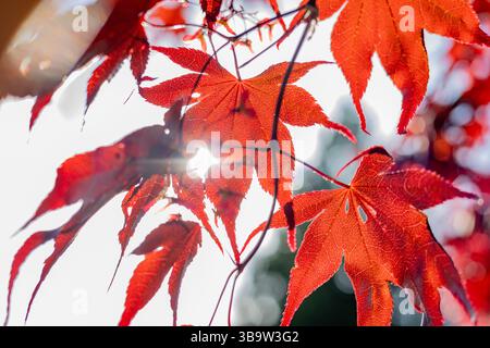 Feuilles rouges de l'arbre d'arce japonais Banque D'Images