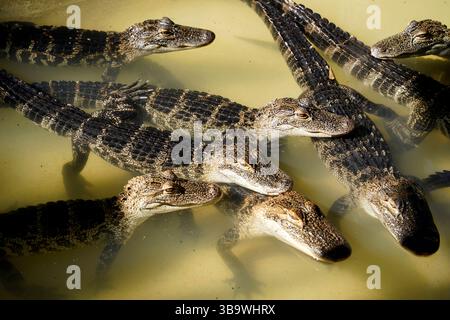 Plusieurs bébés alligators nageant dans l'eau Banque D'Images