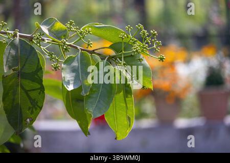 Gros plan d'une branche fleurie d'un arbre fruitier à prunes noires (Syzygium cumini). Le fruit est également connu sous le nom de prune Java, prune noire, prune Malabar, jamun, ja Banque D'Images