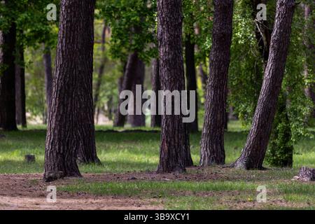 La canopée d'une forêt de pins avec de hauts troncs droits s'élevant au-dessus d'un sous-bois vert dense. La lumière du soleil filtre à travers les aiguilles, créant un glo doux Banque D'Images