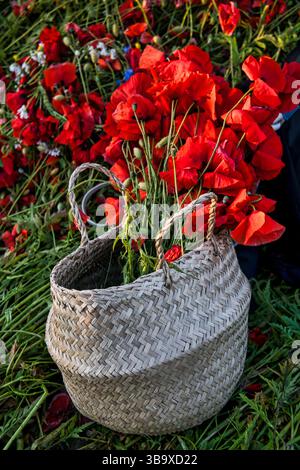 panier magnifiquement tissé rempli de coquelicots rouges saisissants, Banque D'Images