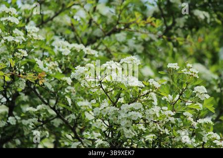 Aubépine commune (Crataegus monogyna) Banque D'Images