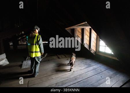 Journée nationale des chiens - PIP, un « chien pourri » chargé de renifler la pourriture humide et sèche avec le maître Isobel Mar à l'hôpital St Bartholomew's North Wing, Royaume-Uni Banque D'Images