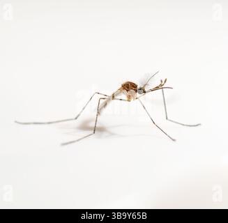 moustique infecté par le paludisme dangereux isolé sur blanc, leishmaniose, encéphalite, fièvre jaune, maladie de dengue, mayaro, zika, eeev ou virus de l'ee infectieux Banque D'Images