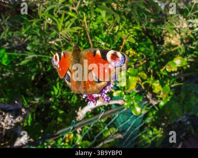 Vue grand angle du corps entier d'un papillon Peacock (lat : Aglais io) avec des ailes ouvertes assis verticalement sur une fleur d'ombel. Banque D'Images