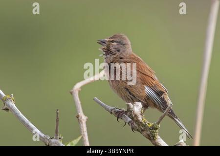 Linnet commun (Linaria cannabina), chant masculin adulte, réserve RSPB Marazion Marsh, Cornwall, Royaume-Uni. Banque D'Images